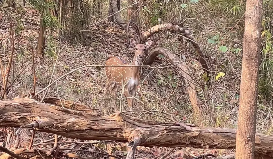 barnawapara wildlife sanctuary photos
