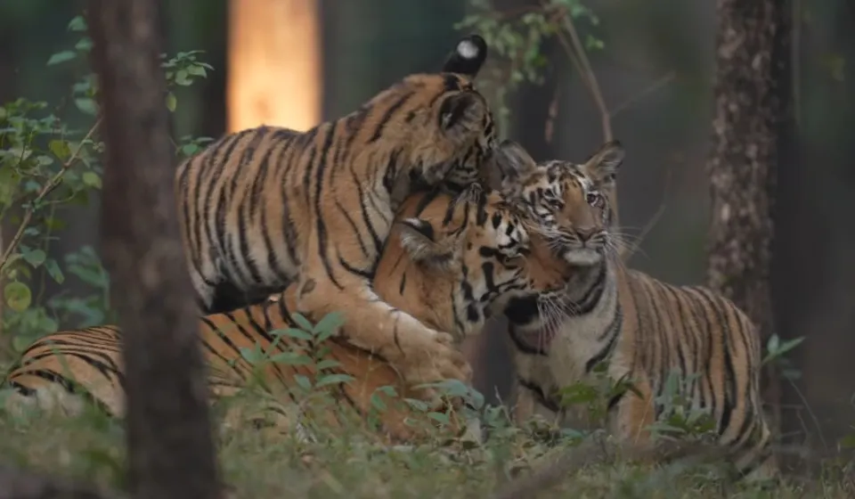 Guru Ghasidas National Park Photos
